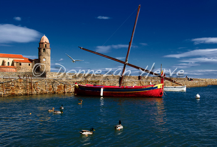 3508_0371_COLLIOURE_CATALANE_MOUETTES_4