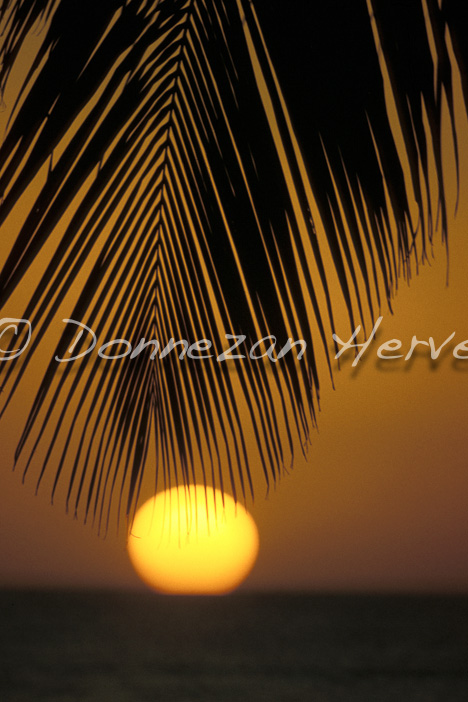 0787-27041 SUNSET_PALM_A3+