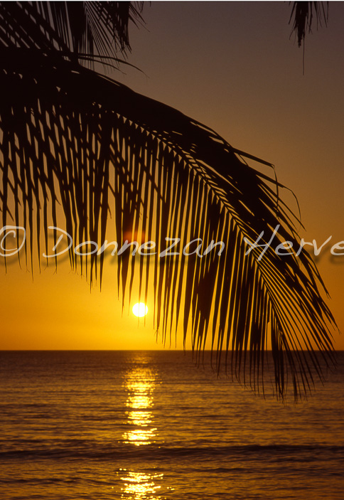 0788-SUNSET PALM A3+