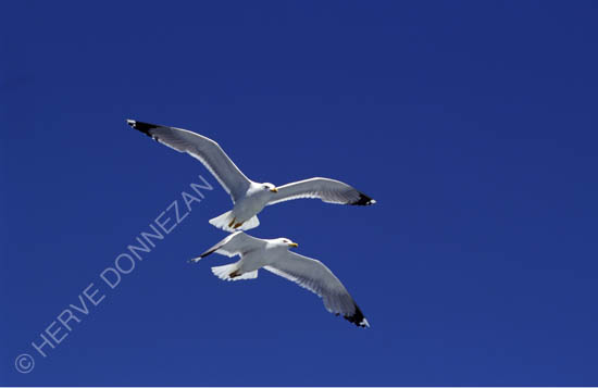 0273 MOUETTES