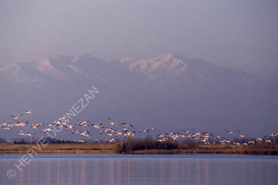 0465 FLAMANDS CANIGOU