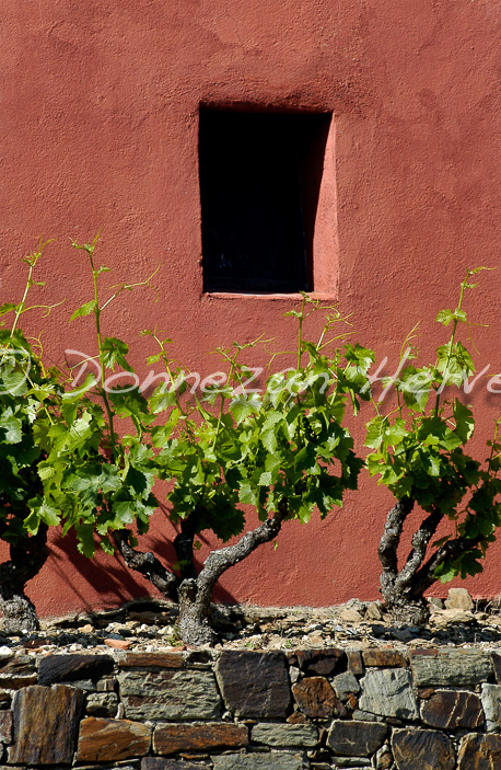 0505 CASOT COLLIOURE ROSE A4