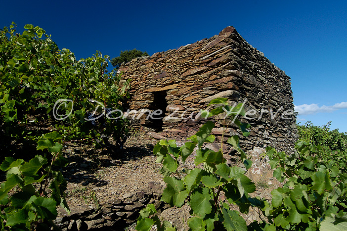 0856_5830BANYULSBEARA4