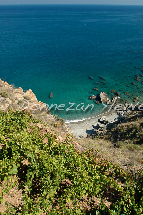 1008_34127 BANYULS VIGNE MER A4