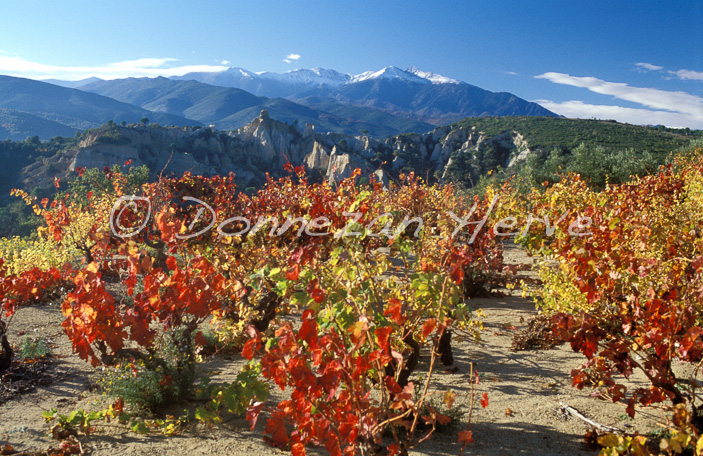 1180_19277_ORGUES ILLE AUTOMNE_A4