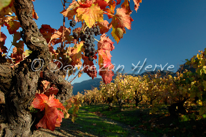 2131-35241_VIGNES AUTOMNE_A4