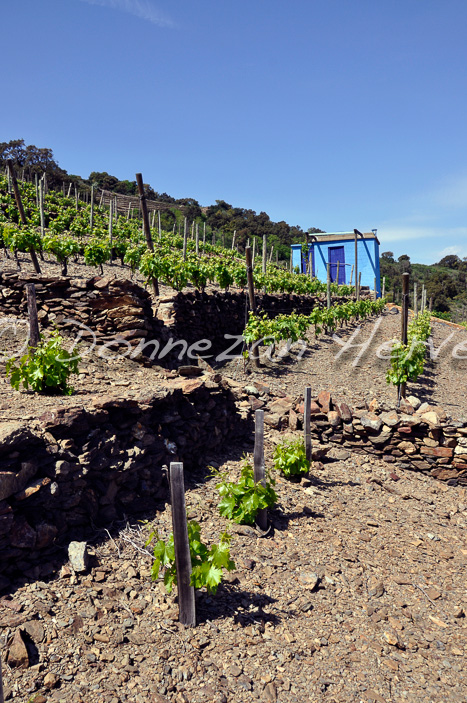 3535_87_COLLIOURE_CASOT_OR