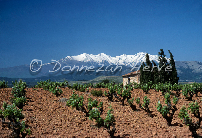 3674_60475_VIGNES CANIGOU_4