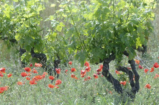 1863_CEP_COQUELICOTS