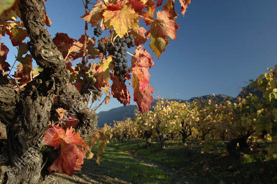 2131_VIGNES AUTOMNE